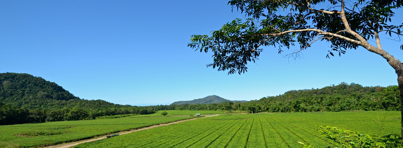 Daintree Tea Company Destination Daintree